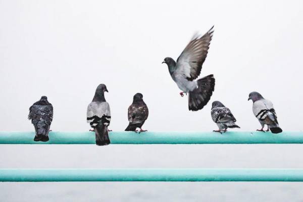 George Town Pigeon Club